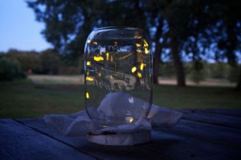 Fireflies in a jar