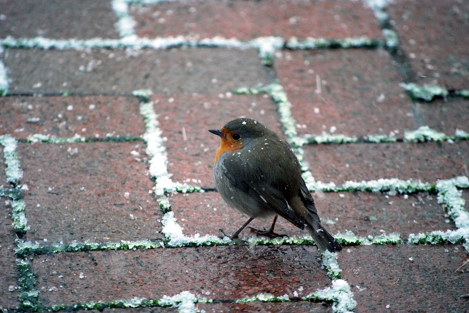 winter songbird